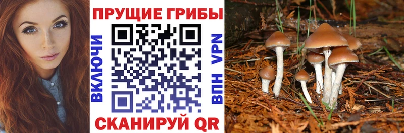 Галлюциногенные грибы GOLDEN TEACHER  Купить закладки  Гусев 
